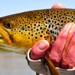 Montana Fishign Report