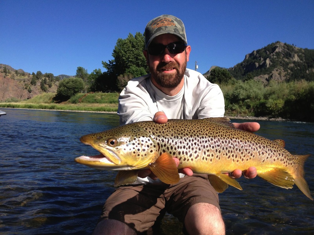 Montana trophy brown trout