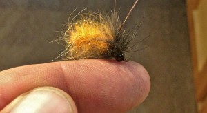 October Caddis Pupa