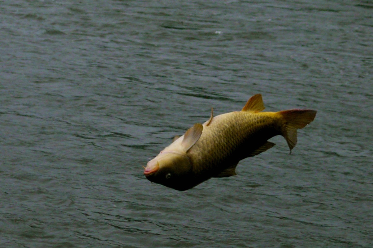 Montana Carp Throwing