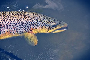 Montana Fly FIshing Report