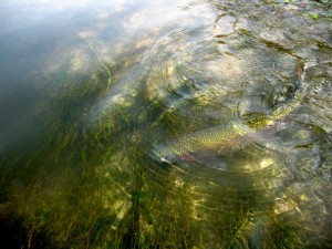 Underwater Rainbow Trout