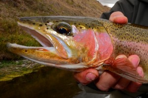 Missouri River Trout Numbers Good