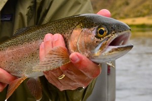 Missouri River Fishing Report