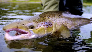 Restigouche River Dry Fly Fishing