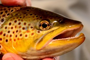 Missouri River Fishing Report