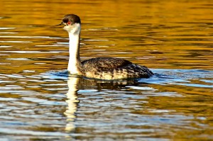 Missouri RIver Birds