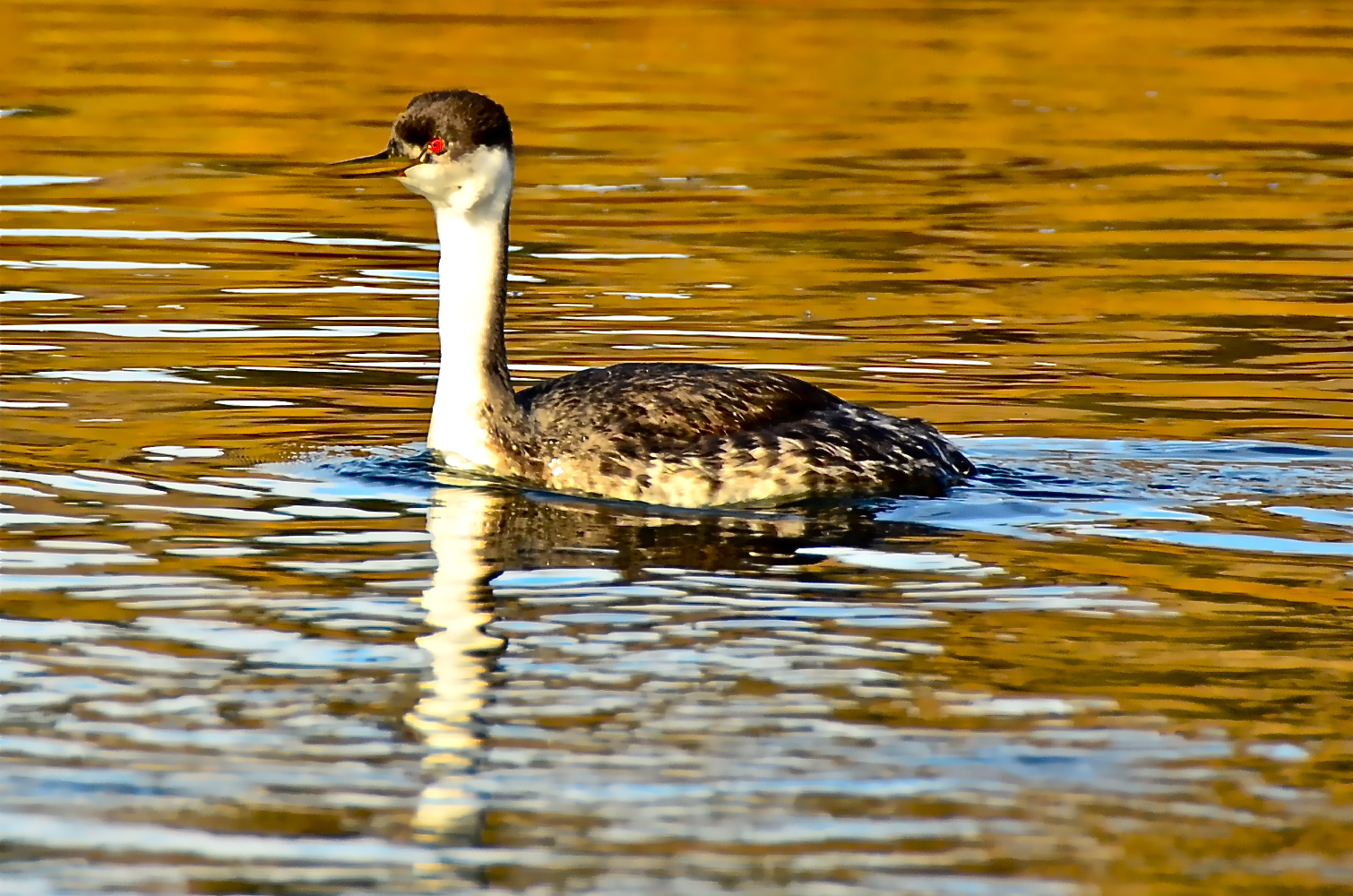 Missouri RIver Birds