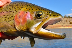 Missouri River Transitions