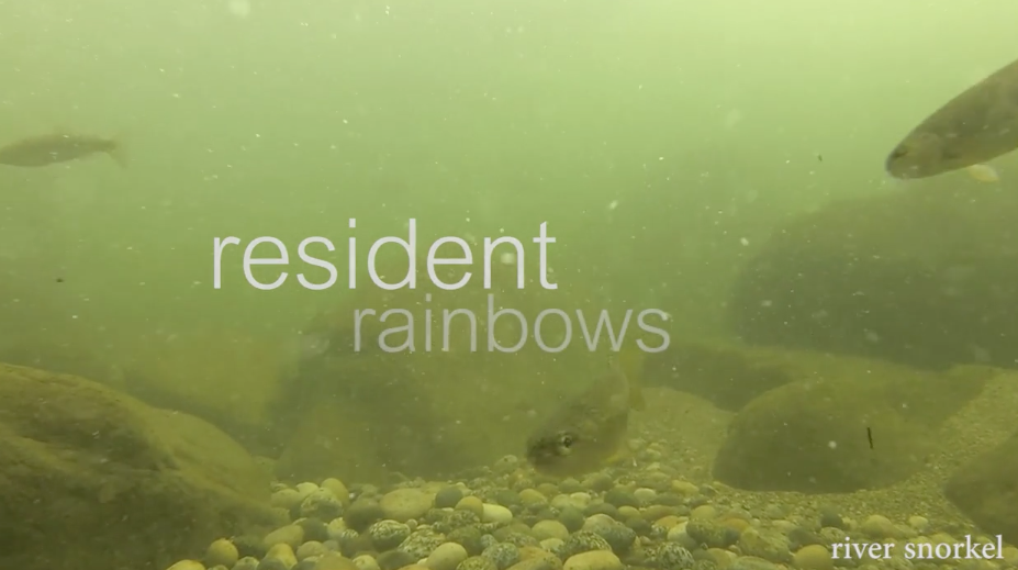 Resident Rainbows