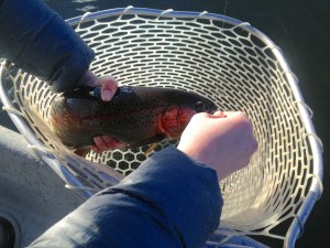 Missouri River Montana Fishing Report