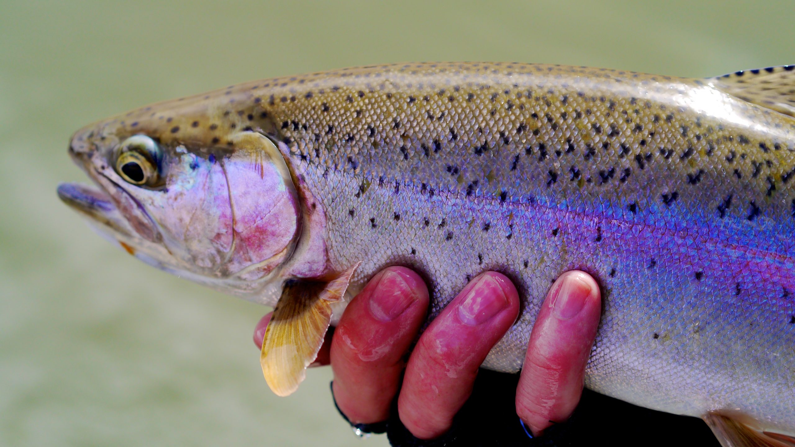 Missouri River Montana Fishing Report