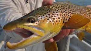 Missouri River Montana Fishng Report