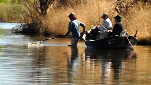 Missouri River Montana Fishing Report