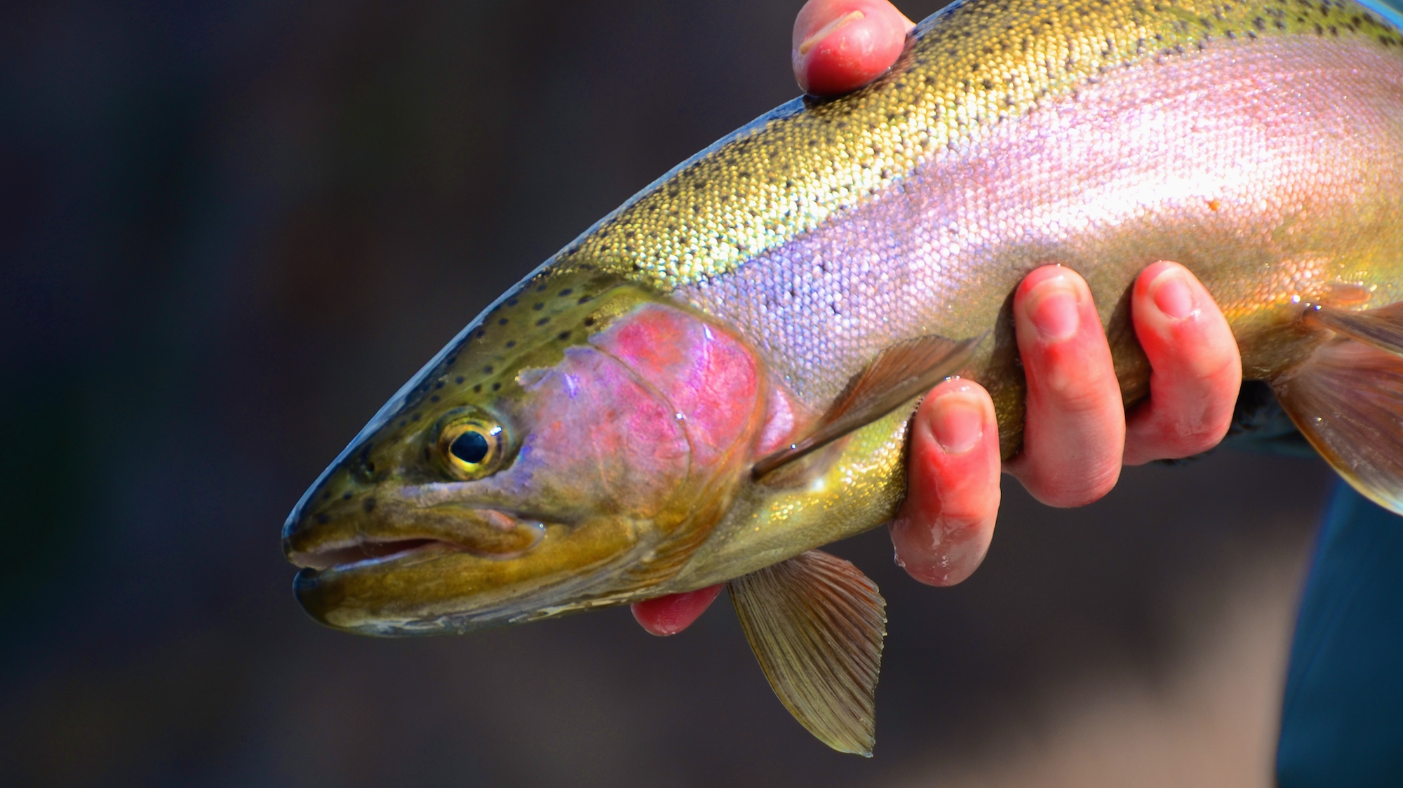 Missouri River Mothers Day Fishing Report