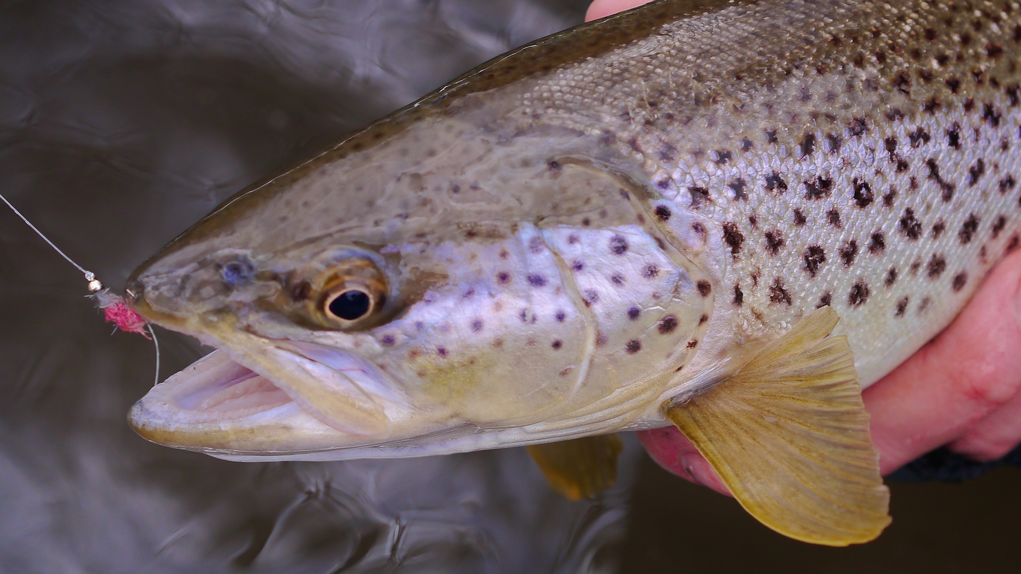 Missouri River Montana Weekend Fishing Report