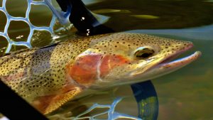 Headhunters Fly Shop and Guide Service Missouri River Fishing Report