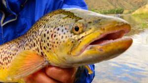 Missouri River Summer Fishing Report