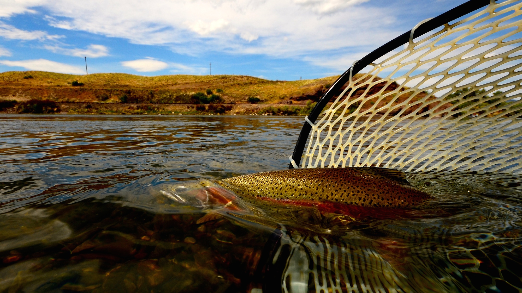 Missouri River Montana Fishing Report