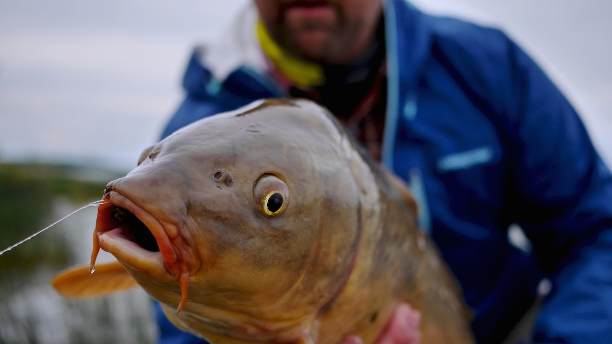 Beaver Island Carp Fishing