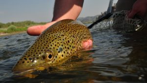 Missouri River Montana Fishing Report