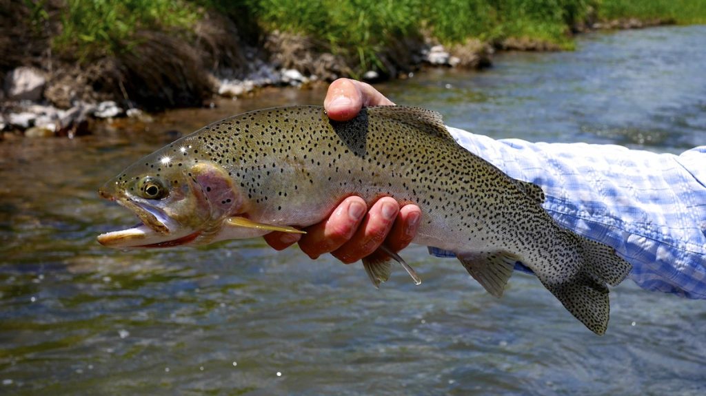 Blackfoot River montana cutthroat