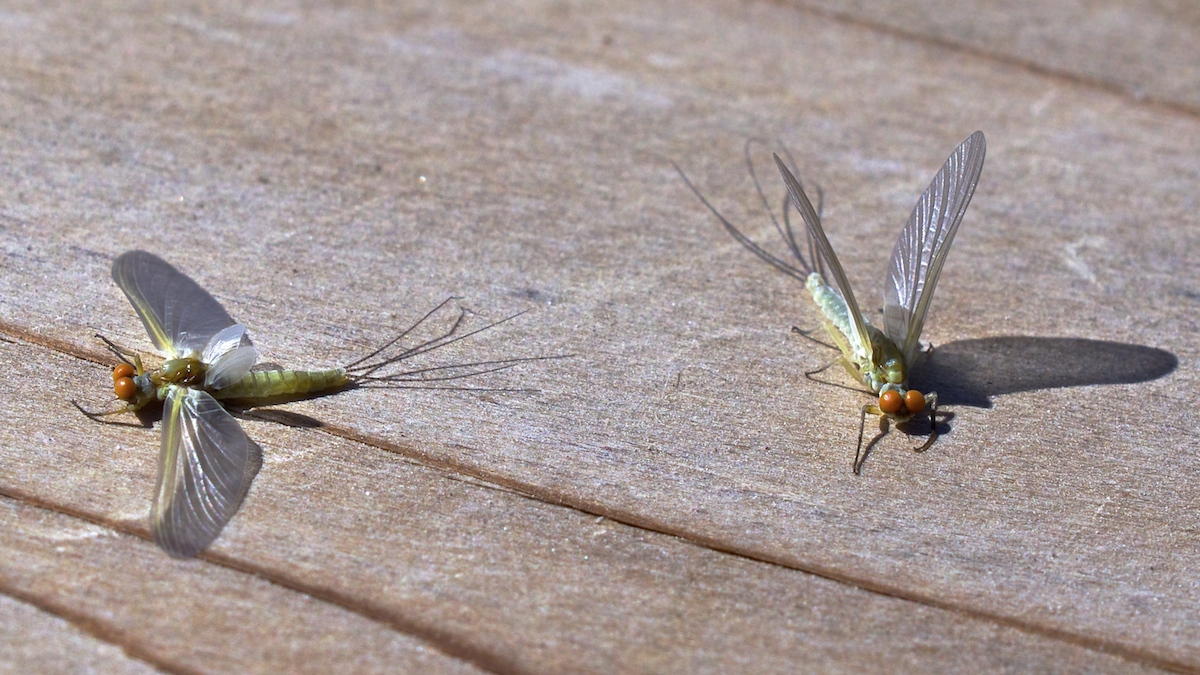 Montana mayfly hatches