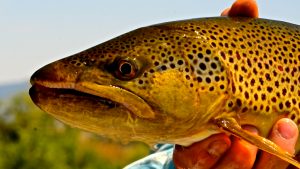 Big Brown Trout on dry flies