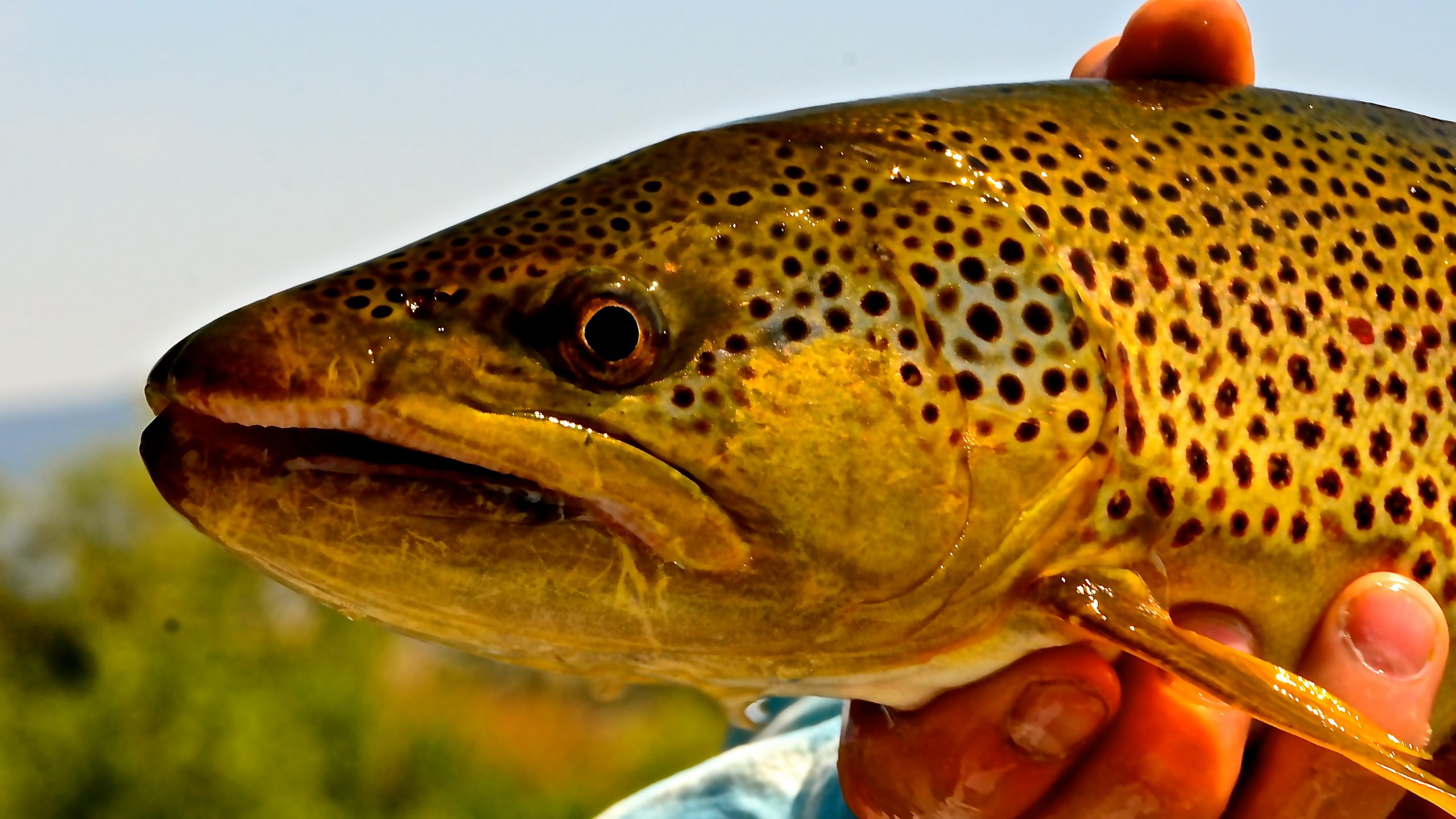 Big Brown Trout on dry flies