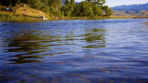 Missouri River Pseudos and Baetis