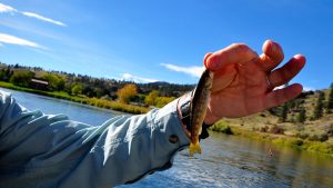 Missouri River Montana Fishing Report 10.8.14