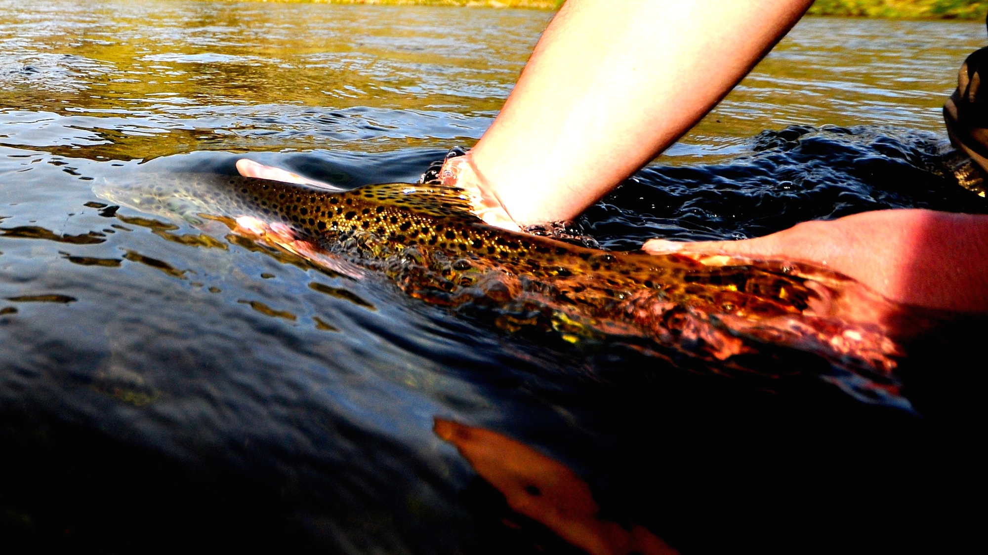 Missouri River Montana Fishing Report 11.5.14