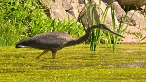 Wednesday Great Blue Heron