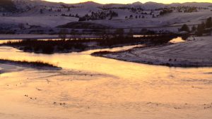 Missouri River Montana Fishing Report