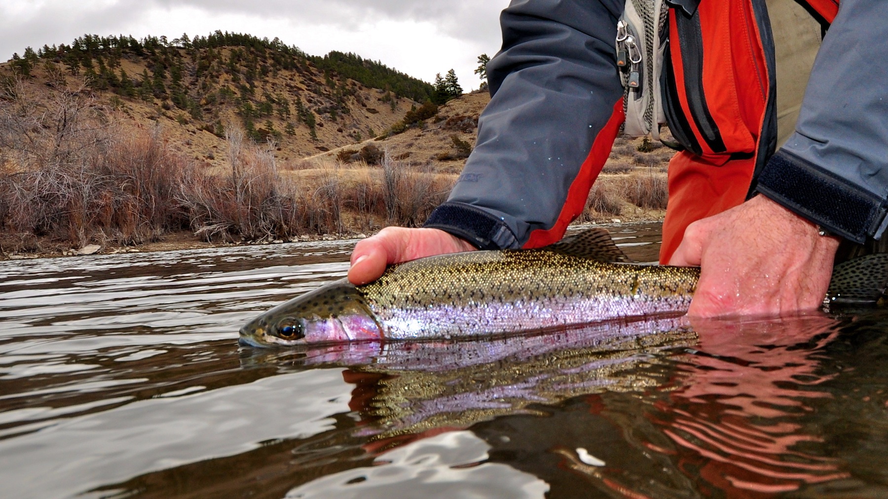 Missouri River Montana Fishing Report