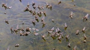 Missouri River Baetis Image