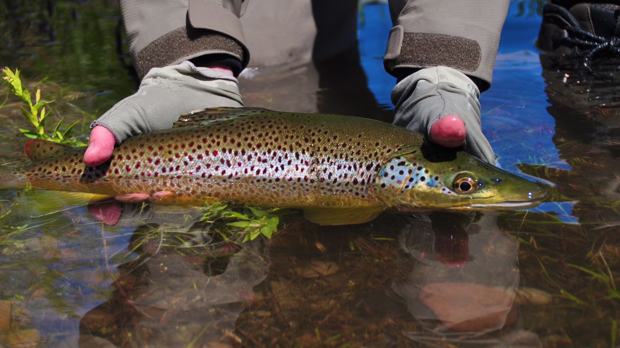 Missouri River Montana Fishing Report 6.5.15