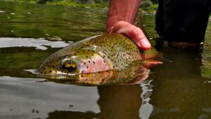 Missouri River Montana Fishing Report 6.22.15