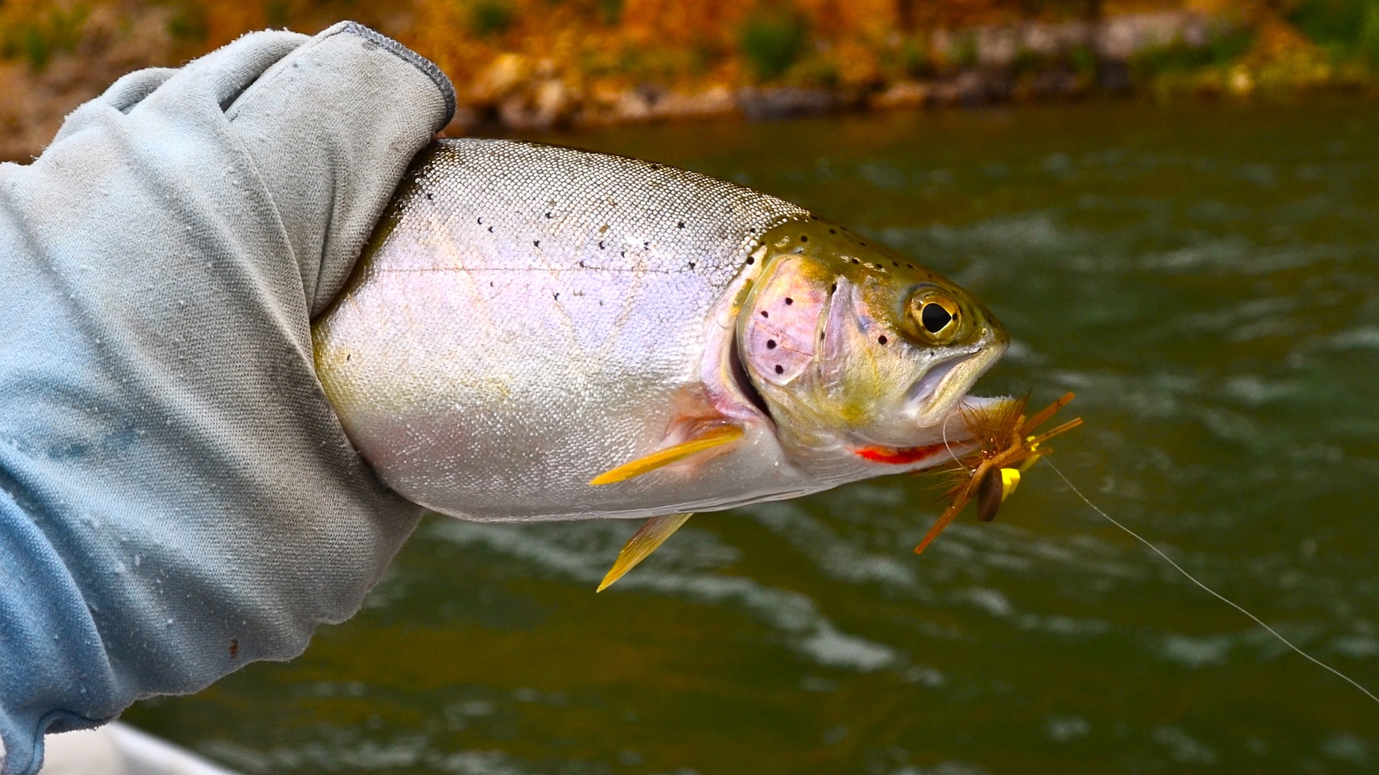 Blackfoot River Fishing Report 6.19.15