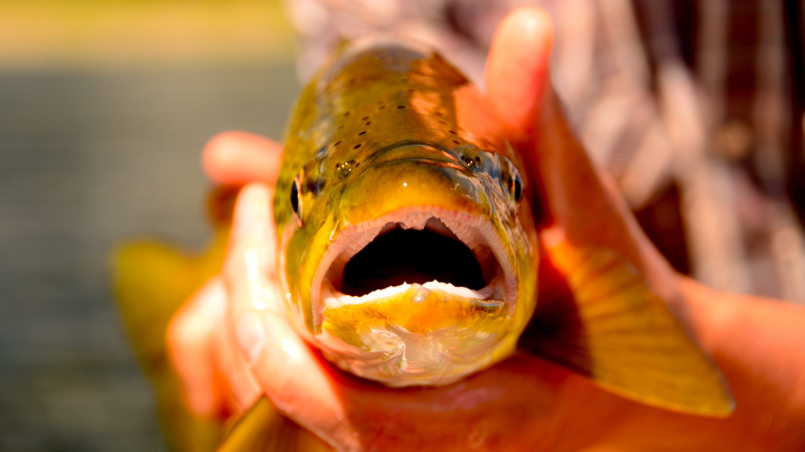 Missouri River Montana Fishing Report 6.20.15