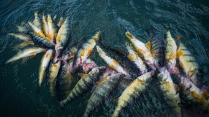 Montana Perch Fishing