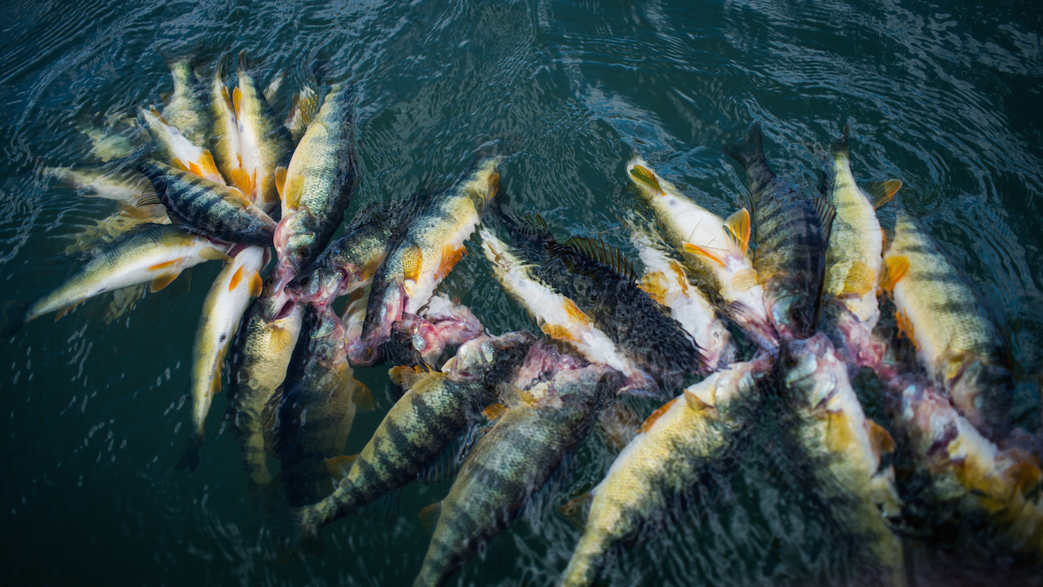 Montana Perch Fishing