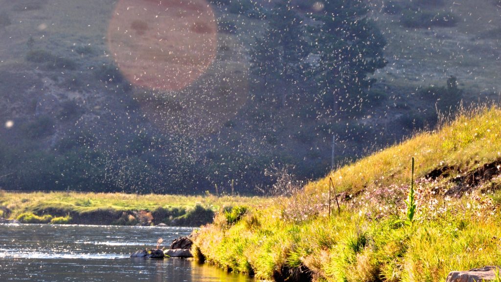 Sunday morning below Craig. Lots of Trico's. And, and fish eating them.