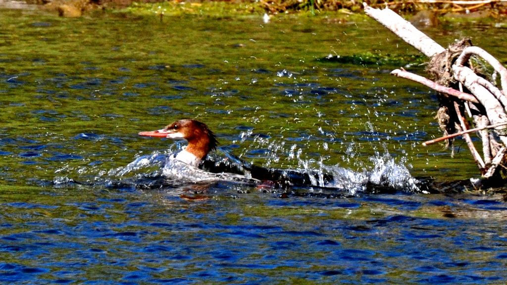 Missouri River Montana Fishing Report 9.25.15