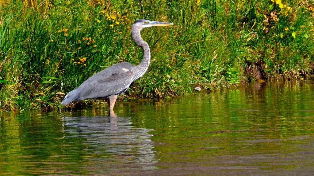 Birds, Bugs, and Wildlife