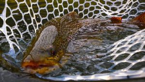 5 Hot September Tips for the Missouri River Fly Fisher