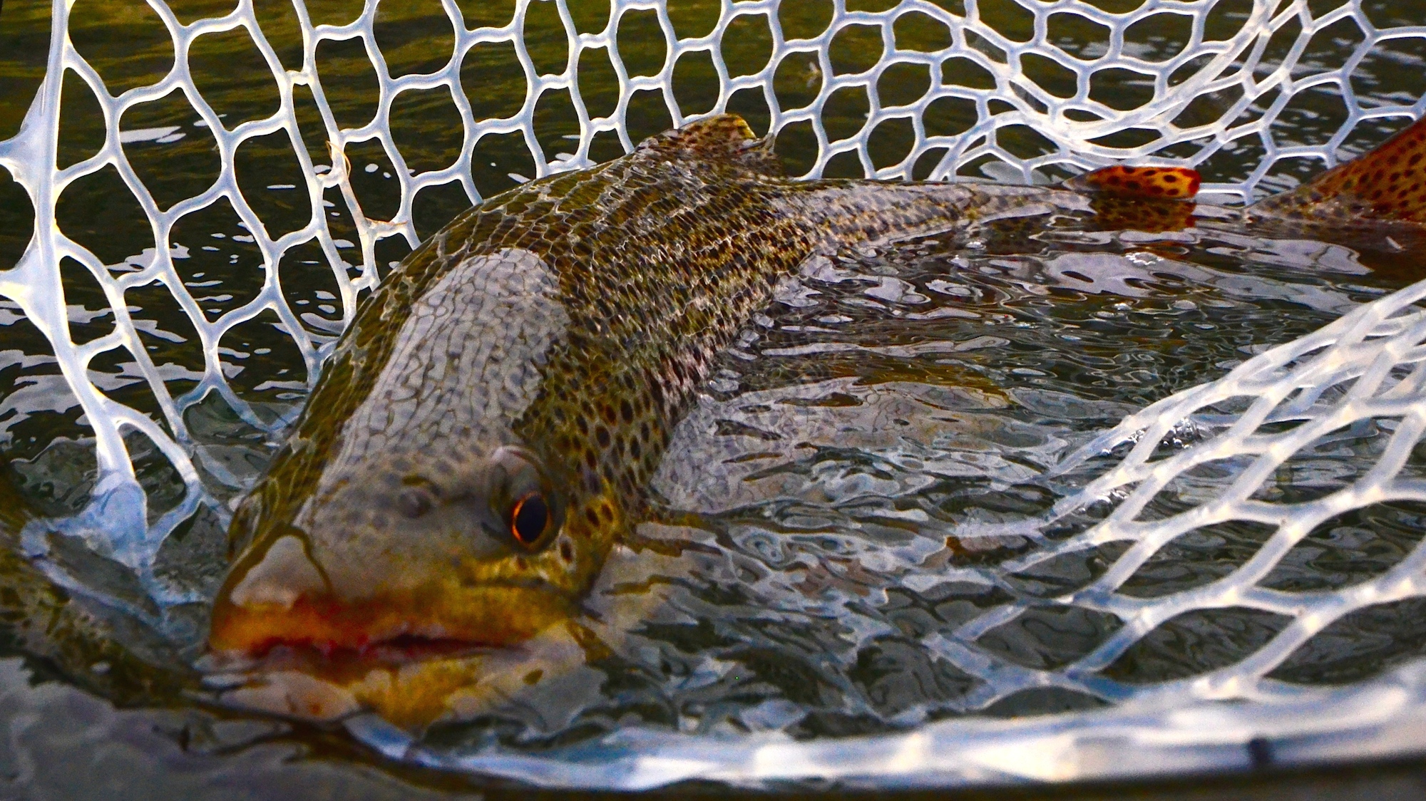 5 Hot September Tips for the Missouri River Fly Fisher