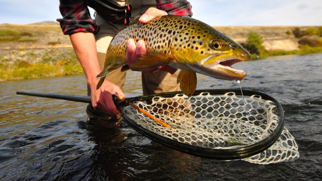 Missouri River Fall Fishing Forecast