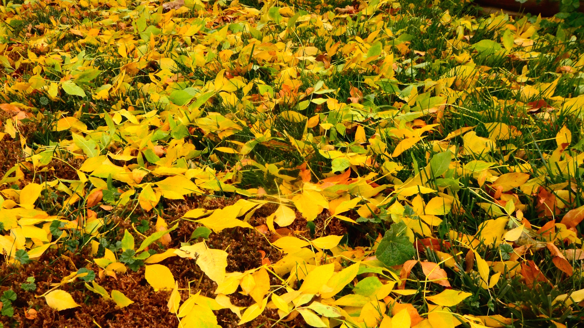 Leaves falling down, Trout rising up!