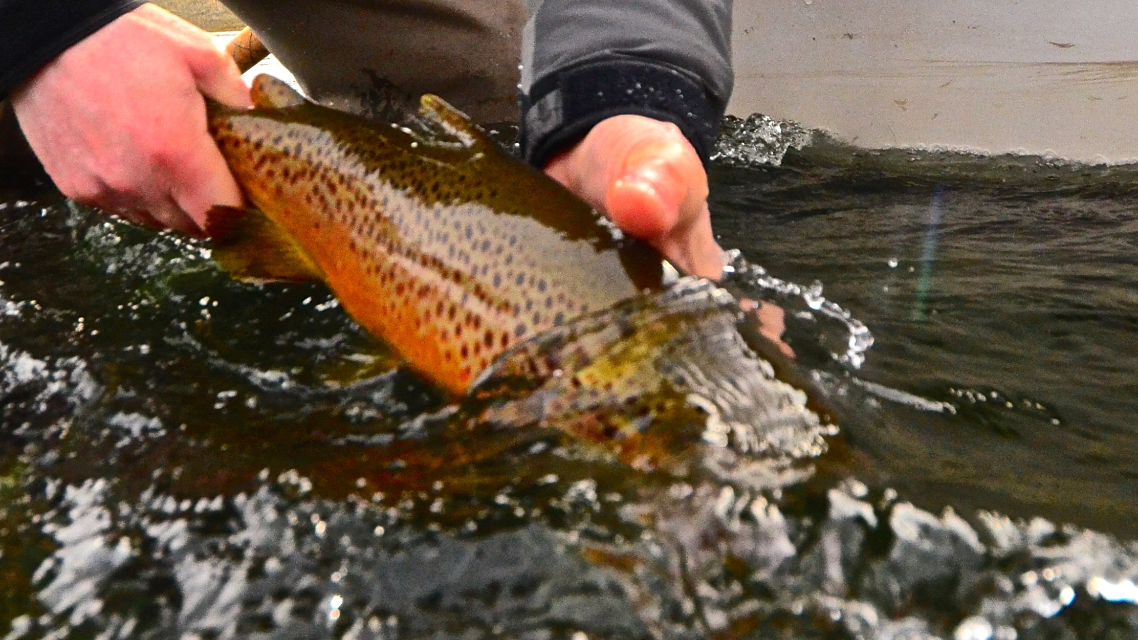 Missouri River November Fishing Forecast